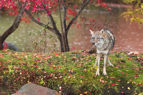 coyote canis latrans  island stares  ears  autumn stock