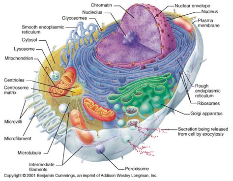 animal cell structure biology