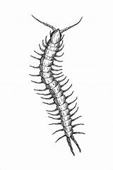 Centipede Drawing Coloring Tattoo Sketch Realistic Pages Drawings Coloringbay Centipedes Tattoos Sketches Book Paintingvalley Silhouette Popular Post sketch template