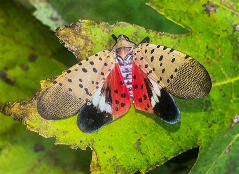 spotted lanternfly identification  treatment  royersford pa  dirks pest management