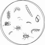 Macroinvertebrates Macroinvertebrate Dichotomous Key Bms Identify Using Invertebrates sketch template