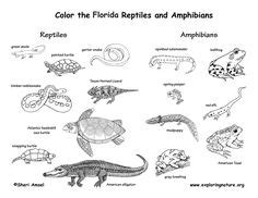 reptiles colouring pages ideas colouring pages coloring pages