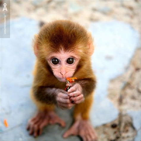 cute stuff cute monkey