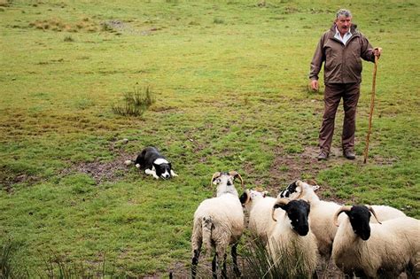 irish sheep herder sheep irish feed  sheep