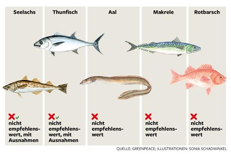 greenpeace ratgeber diese fische sollten sie besser nicht mehr essen