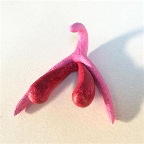 this 3d printing of a female clitoris shows how much you don t know