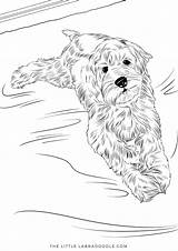 Coloring Pages Printable Labradoodle Toy Doodle Dog Kids Poodle Sheets Choose Board Adult Australian Children Dogs Lovers Book sketch template