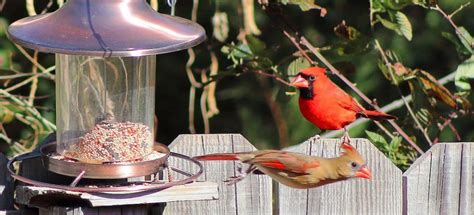 pick  bird feeder   cardinal
