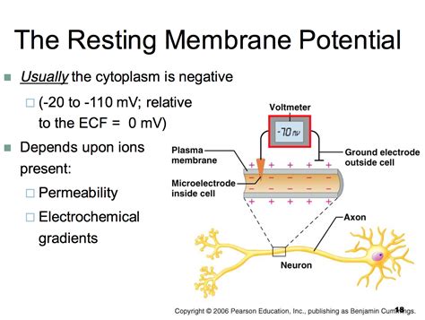 resting potential