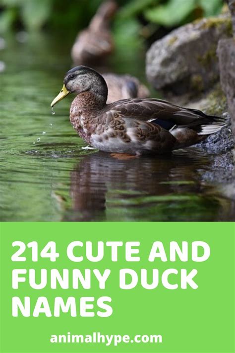 cute  funny pet duck names   pet ducks funny duck names