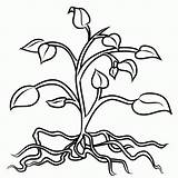 Roots Plant Coloring Pages Plants Clip Clipart Drawing Tree Flower Tomato Flowers Colouring Stem Cliparts Root Trees Leaves Drawings Library sketch template