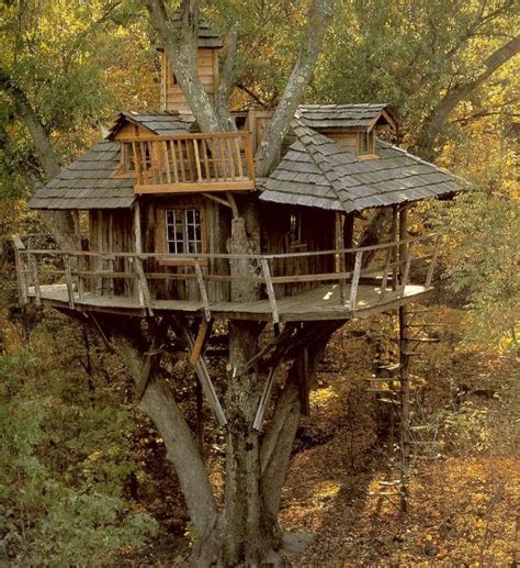 images  tree houses  pinterest trees  tree  treehouse cottages