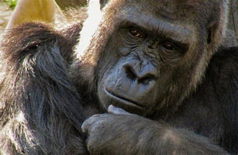 Just Like Humans Gorillas Form Social Bonds Sex And Relationships