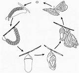 Metamorfose Lifecycle Morpho Borboleta Borboletas Fases Butterflies Cris sketch template
