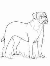 Pages Mastiff Coloring Getcolorings English Color sketch template