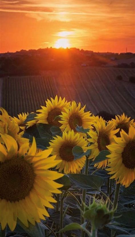 pin de linda sims em sunflowers and daisies
