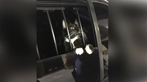 florida cat burglar turns out to actually be a cat boston news