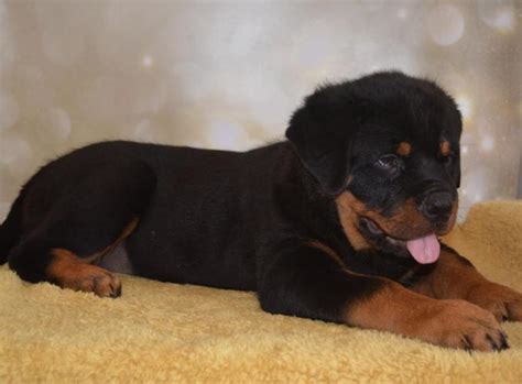 Lovely Rottweiler Puppies Ready For Adoption For Sale In Oregon City