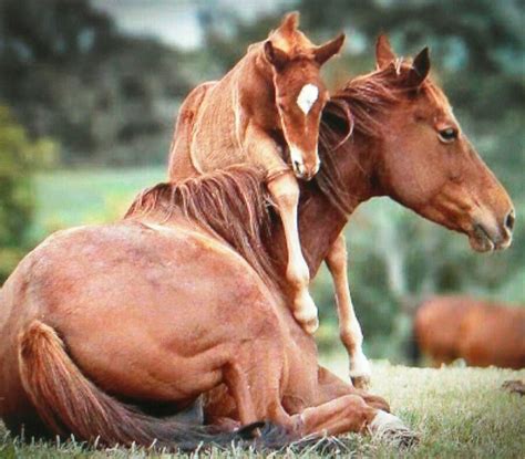 mother  son   pretty horses beautiful horses animals