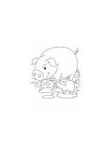 Coloring Piglet Pig Hen Chicken sketch template