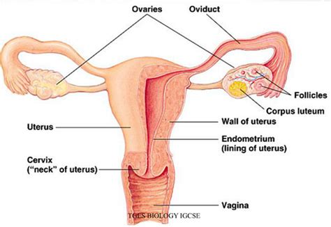reproductive system biology notes for igcse 2014