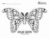Moth Coloring Atlas Pages Colouring Outline Coloringbay Choose Board Print sketch template