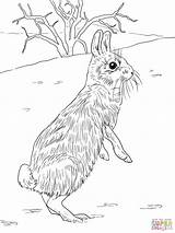 Coloring Rabbit Cottontail Jackrabbit Pages Standing Printable Peter Drawing Rabbits Jack Colouring Getdrawings Marsh Hare Comments Library Categories Codes Insertion sketch template