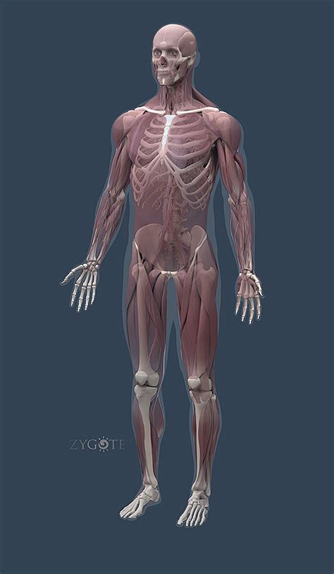 Zygote Solid 3d Male Model Medically Accurate Anatomy Human Cad