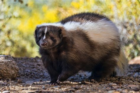 fascinating skunk species