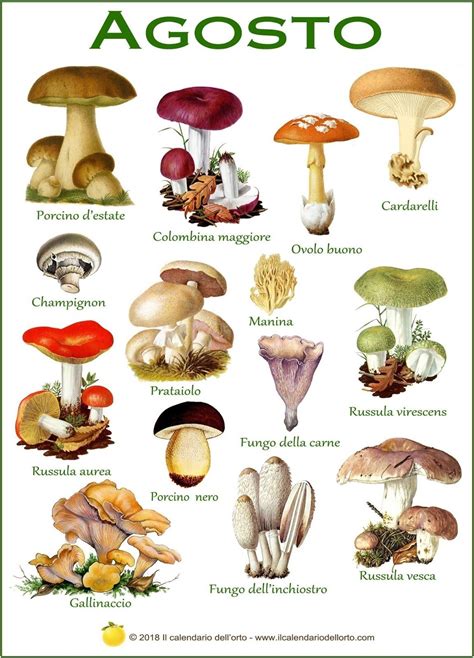 il calendario dei funghi commestibili piu comuni  italia funghi ripieni funghi selvatici
