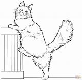 Coon Maine Coloring Pages Cat Printable Color Cats Main Drawing Mainecoon Gif Drawings sketch template