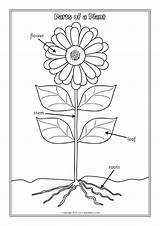 Plant Parts Worksheets Labelling Sparklebox Flower Plants Coloring Colouring Kids Pages Printable Grade Nursery Lessons Science Boy sketch template