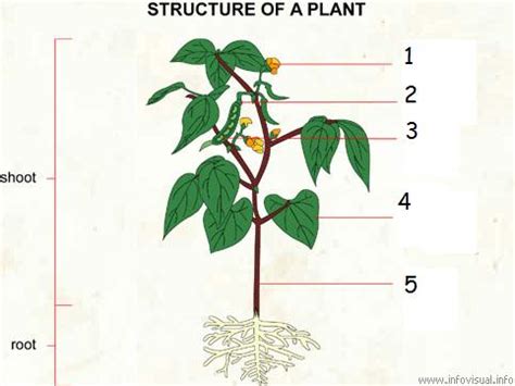 gallery  parts   plant diagram  grade