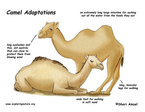 Adaptations Of The Camels