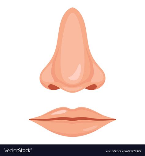 human nose  mouth royalty  vector image