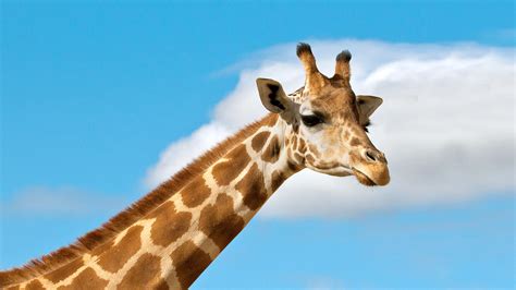 giraffe history   interesting facts
