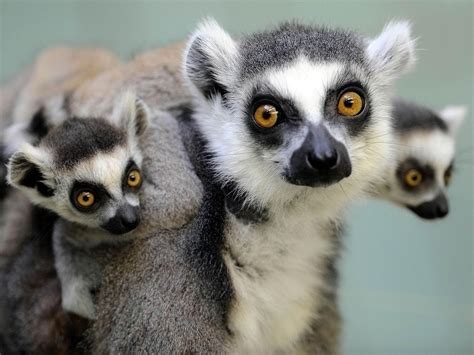 lemurs   extinct   experts warn  independent
