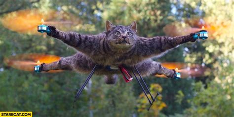drone   flying dead cat starecatcom