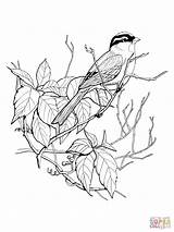 Sparrow Crowned Sparrows Supercoloring sketch template