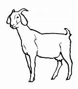Goat Coloring Pages Animal Kids Wild Drawing Goats Colouring Sheet Line Clipart Printable Clip Color Pygmy Boer Female Printables Animals sketch template