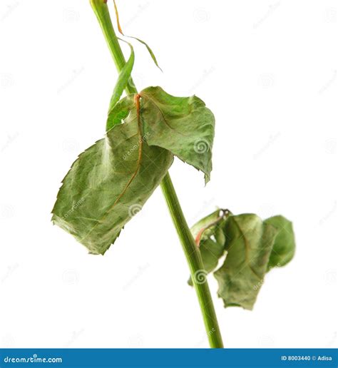flower stem stock photo image