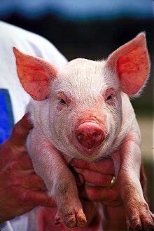 pigs wikiquote