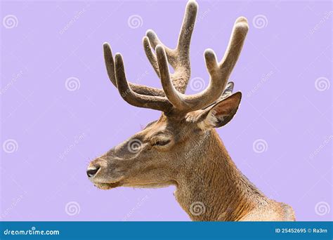 deer head stock image image  isolated wildlife stag