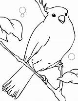 Canary Coloring Pages Color Desene Animals Colorat Cu Imagini Canar Template Printable Kids Print Planse Songbirds Animal Back Gif sketch template