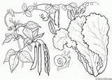 Verduras Alface Feijão Ervilhas sketch template