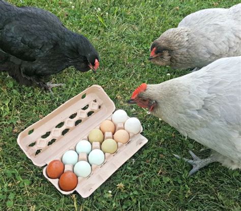 alternatives to culling chickens backyard poultry