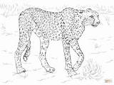 Coloring Cheetah Pages Printable Safari Animals African Realistic Drawing Animal Color Print Running Adults Line King Getdrawings Clipart Supercoloring Getcolorings sketch template