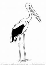 Stork Necked Draw Drawing Step Tutorials Animals Birds Drawingtutorials101 sketch template