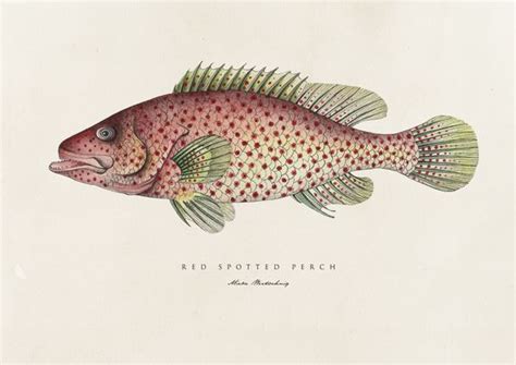 fish prints  illustration served fish print abstract fish painting