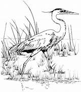 Heron Blue Coloring Pages Kids Great Bird Tpwd Drawings Choose Board Stencils sketch template